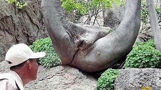 Vagina Tree Predicts Winning Lottery Numbers